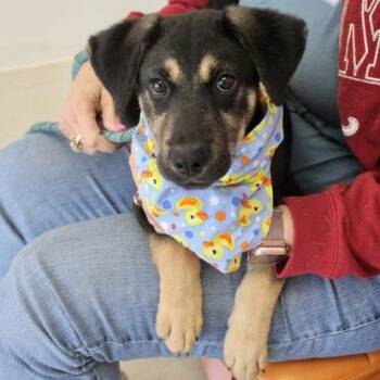 Monty -  Shepherd Dog for Adoption in Birmingham, Alabama - Monty | PetCurious