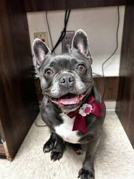 DeeDee- In Foster Home -  French Bulldog and Boston Terrier Dog for Adoption in Hamilton, Ohio - DeeDee- In Foster Home | PetCurious