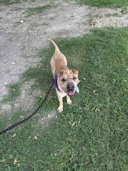 Shar Pei Dogs Available for Adoption in Lake Forest, California - Ming | PetCurious