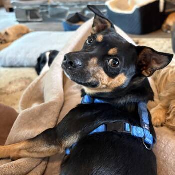Riggs -  Chihuahua and Miniature Pinscher Dog for Adoption in Tacoma, Washington - Riggs | PetCurious