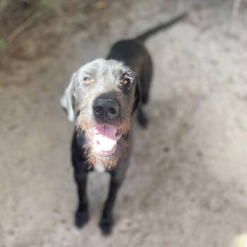 Sampson -  Irish Terrier and Mixed Breed Dog for Adoption in Riverside, California - Sampson | PetCurious