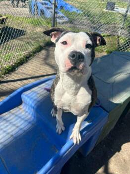 Pit Bull Terrier and Mixed Breed Dogs Available for Adoption - Bridget | PetCurious