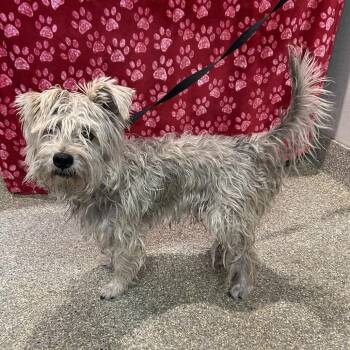 Dusty* -  Terrier Dog for Adoption in San Gabriel, California - Dusty* | PetCurious
