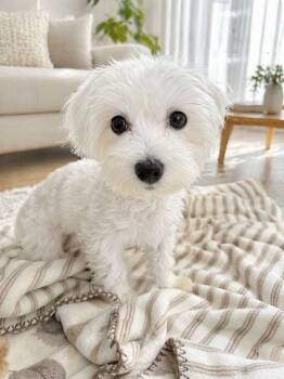 Maltese Dogs Available for Adoption in Markham, Ontario - Winter | PetCurious