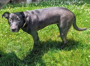 AUNT B -  Labrador Retriever and Pit Bull Terrier Dog for Adoption in Akron, Ohio - AUNT B | PetCurious