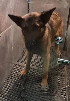 German Shepherd Dog Dogs Available for Adoption in Lawrenceville, Georgia - Pen 106c Cupcake Hw+ | PetCurious