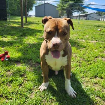 Scotty -  Pit Bull Terrier Dog for Adoption in Springfield, Illinois - Scotty | PetCurious