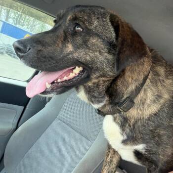 Terrier and Shepherd Dogs Available for Adoption in Wheeling, Illinois - Alejandra | PetCurious