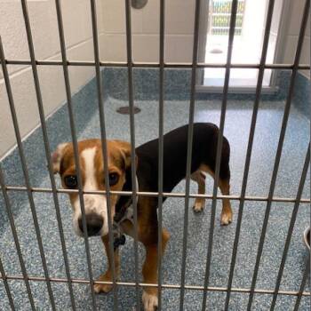 ROCKY -  Beagle and Mixed Breed Dog for Adoption in Greensboro, North Carolina - ROCKY | PetCurious