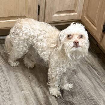 Myrtle Snow -  Miniature Poodle and Mixed Breed Dog for Adoption in Las Vegas, Nevada - Myrtle Snow | PetCurious