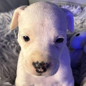 American Bully Dogs Available for Adoption - Evangeline | PetCurious