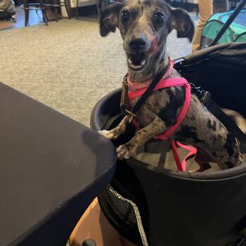 Luna (pre-adoption only) -  Miniature Dachshund and Chihuahua Dog for Adoption in Farmington, Minnesota - Luna (pre-adoption Only) | PetCurious