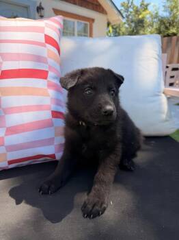 Rachael -  German Shepherd Dog Dog for Adoption in Pleasant Hill, California - Rachael | PetCurious