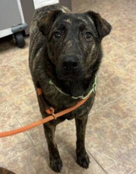 Georgie -  Hound and Australian Cattle Dog Blue Heeler Dog for Adoption in Littleton, Colorado - Georgie | PetCurious