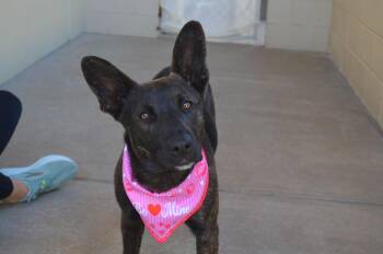 Mixed Breed Dogs Available for Adoption - Smooch | PetCurious