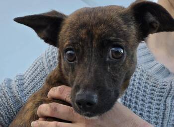 Chihuahua Dogs Available for Adoption - Claire | PetCurious