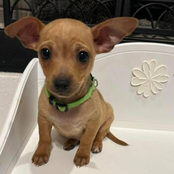 Chihuahua Dogs Available for Adoption in Fort Worth, Texas - Kepler | PetCurious