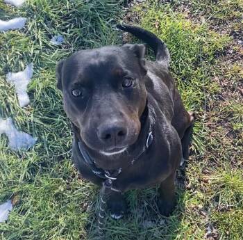 Australian Cattle Dog Blue Heeler and Australian Kelpie Dogs Available for Adoption - Phoebe(Mom) | PetCurious