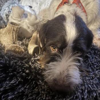 Rescue German Wirehaired Pointer Dogs for Adoption in Santa Rosa, California - Chip (Lincoln, Michigan) | PetCurious