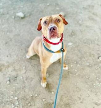SCORPION -  Terrier and Mixed Breed Dog for Adoption in Brentwood, Missouri - SCORPION | PetCurious
