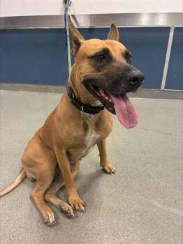 NOODLE -  Belgian Shepherd Malinois and Mixed Breed Dog for Adoption in Doral, Florida - NOODLE | PetCurious
