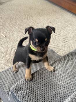 Small and powerful -  Chihuahua Dog for Sale in Volga, West Virginia - Small And Powerful | PetCurious