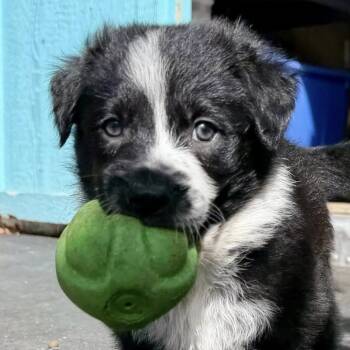 Eagle -  Shepherd and Border Collie Dog for Adoption in Larkfield-wikiup, California - Eagle | PetCurious