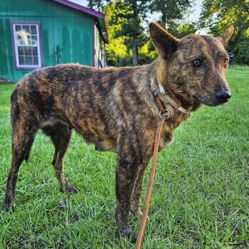 German Shepherd Dog and Mixed Breed Dogs Available for Adoption in Polk, Ohio - Wren | PetCurious
