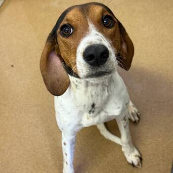 Treeing Walker Coonhound Dogs Available for Adoption in Spokane, Washington - Hula | PetCurious