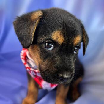 Anthony -  Shepherd and Australian Kelpie Dog for Adoption in Boerne, Texas - Anthony | PetCurious
