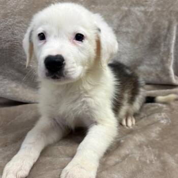 Mixed Breed Dogs Available for Adoption - Scandal | PetCurious