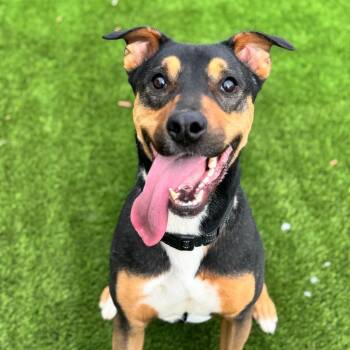 German Shepherd Dog Dogs Available for Adoption - Tank | PetCurious