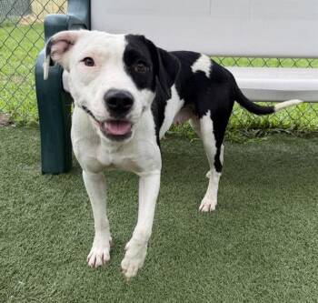 SUNSHINE -  Mixed Breed Dog Available for Adoption in Columbia, South Carolina - SUNSHINE | PetCurious