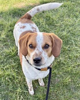 Beagle Dogs Available for Adoption in Lisbon, Iowa - Rigby | PetCurious