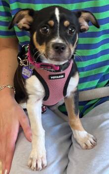 Chihuahua Dogs Available for Adoption in Lake Forest, California - Patches | PetCurious