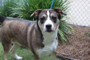 Maybelle -  German Shepherd Dog and American Bulldog Dog for Adoption in Brunswick, Georgia - Maybelle | PetCurious