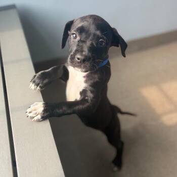 Navy -  Pit Bull Terrier Dog for Adoption in South Elgin, Illinois - Navy | PetCurious