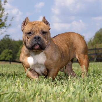 Ginger -  Mixed Breed Dog for Adoption in Franklin, Tennessee - Ginger | PetCurious