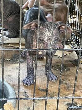 ED -  Mixed Breed Dog for Adoption in Dallas, Texas - ED | PetCurious
