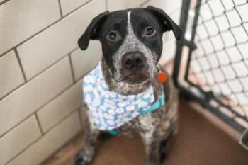 Koda -  Cattle Dog and Pit Bull Terrier Dog for Adoption in Golden Valley, Minnesota - Koda | PetCurious