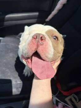Ducky - In Foster (Call to schedule a meet) -  American Bulldog and Mixed Breed Dog for Adoption in East Brookfield, Massachusetts - Ducky - In Foster (Call To Schedule A Meet) | PetCurious