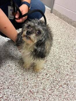 Dipper -  Mixed Breed Dog for Adoption in Gastonia, North Carolina - Dipper | PetCurious
