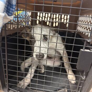 Dot -  Australian Cattle Dog Blue Heeler and Mixed Breed Dog for Adoption in Durango, Colorado - Dot | PetCurious