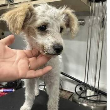 Poodle Dogs Available for Adoption - Loni | PetCurious