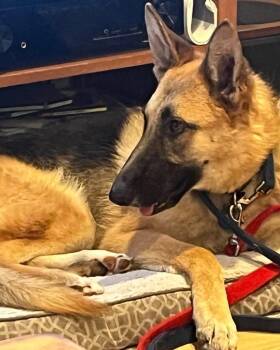 German Shepherd Dog Dogs Available for Adoption - Lilly  | PetCurious