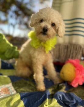 Zay 9 lbs 4 yrs -  Poodle Dog for Adoption - Zay 9 Lbs 4 Yrs | PetCurious