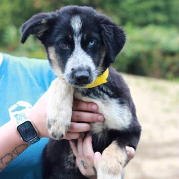 CT Rotini -  Shepherd and Husky Dog for Adoption in Stormville, New York - CT Rotini | PetCurious
