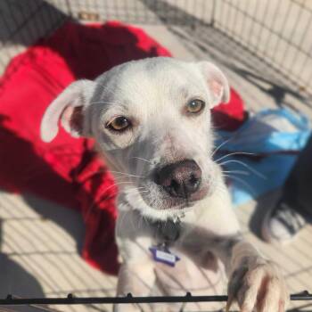 Clove -  Mixed Breed Dog for Adoption in San Francisco, California - Clove | PetCurious
