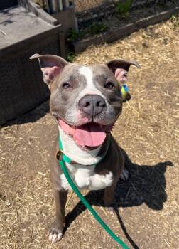 Pit Bull Terrier Dogs Available for Adoption in Chicago, Illinois - Elvin | PetCurious