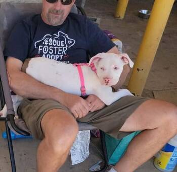 Boop -  American Staffordshire Terrier and Pit Bull Terrier Dog for Adoption in West Peoria, Illinois - Boop | PetCurious